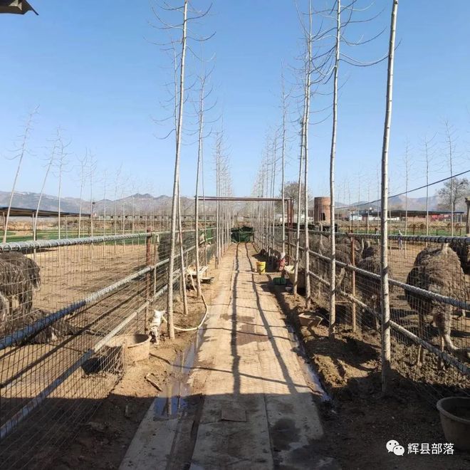 农村创业小哥养鸵鸟_致富经养鸵鸟的小伙_致富小伙养鸵鸟是哪一集