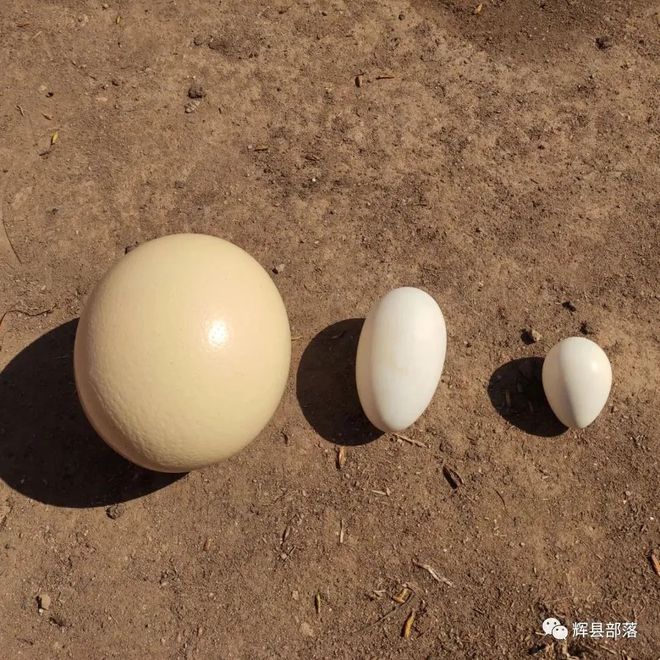 农村创业小哥养鸵鸟_致富经养鸵鸟的小伙_致富小伙养鸵鸟是哪一集