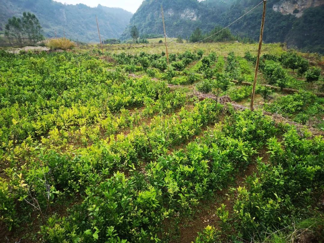 沃柑种植致富_种沃柑前景怎样_沃柑种植成本与收益