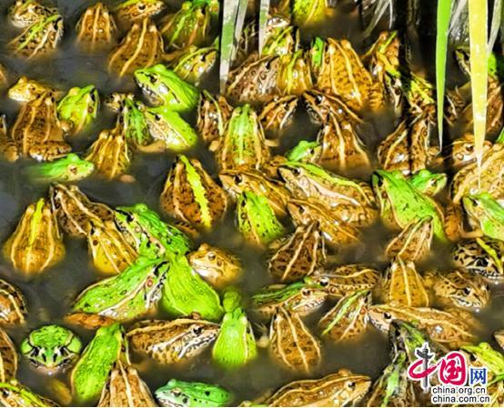 致富养殖青蛙_致富养殖青蛙_致富养殖青蛙
