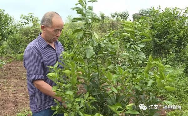 致富种植三七故事简介_种植三七致富故事_三七种植投资