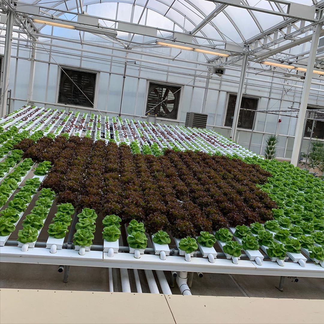 北方农村种植致富项目_农村北方种植什么挣钱_致富北方种植农村项目有哪些