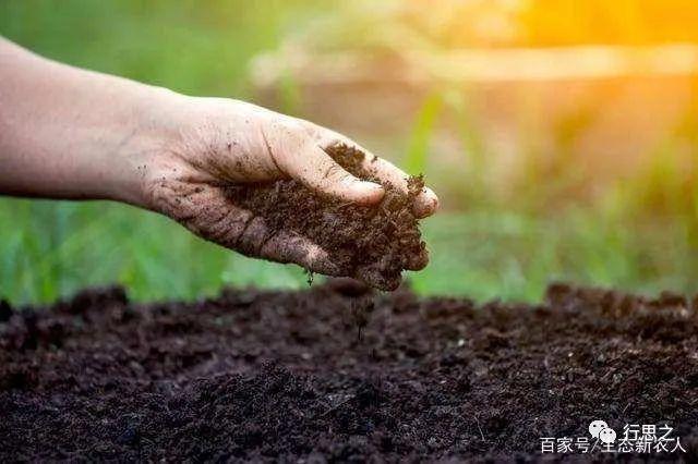 大蒜种植富硒技术有哪些_富硒大蒜是什么样子的_富硒大蒜种植技术