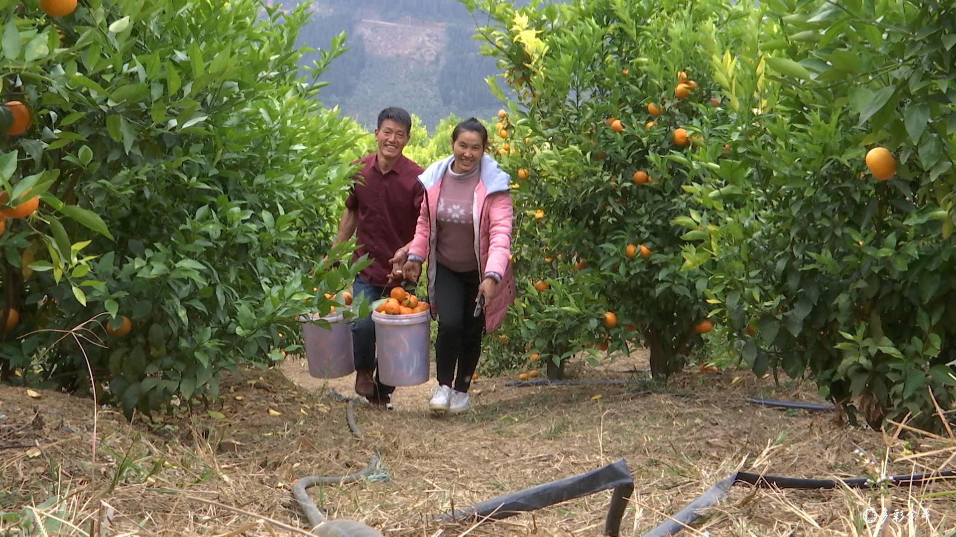 沃柑种植致富_种沃柑前景怎样_沃柑种植成本与收益
