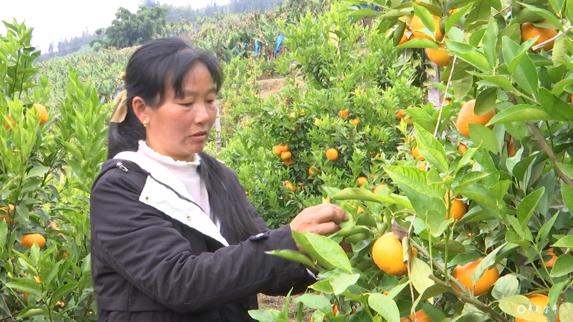 沃柑种植致富_种沃柑前景怎样_沃柑种植成本与收益