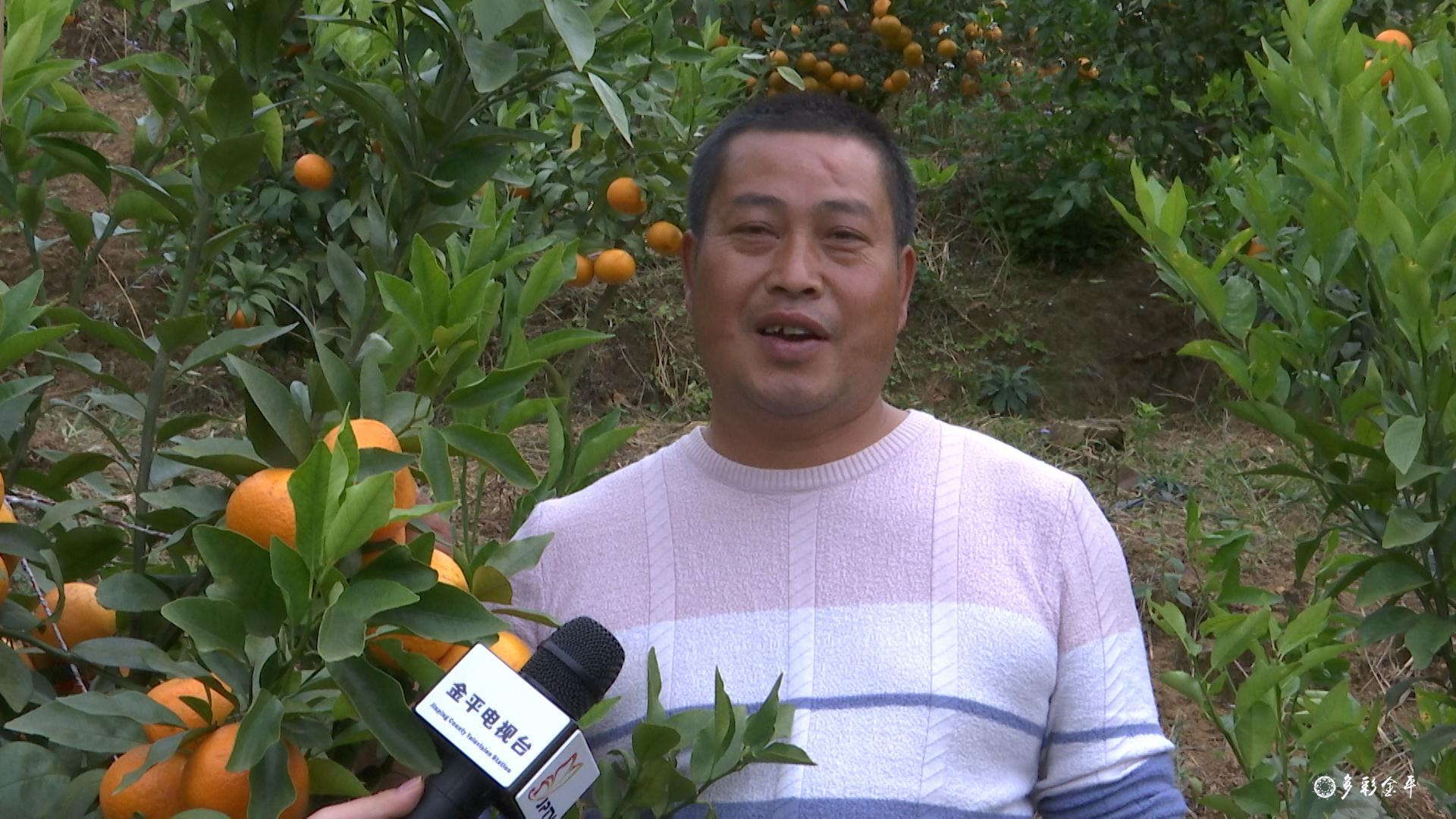 种沃柑前景怎样_沃柑种植成本与收益_沃柑种植致富