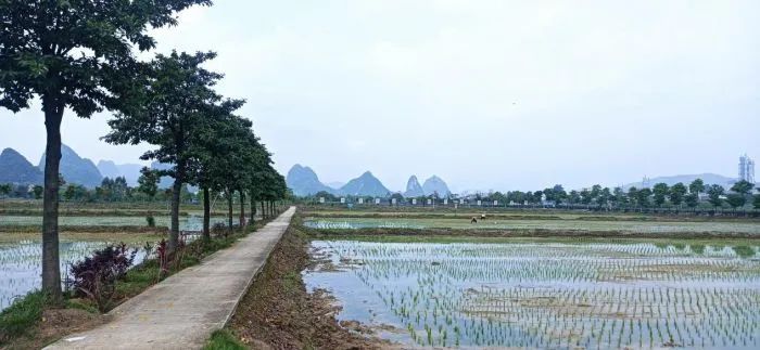 养殖的螺蛳有寄生虫吗_养殖螺蛳在致富经里有吗_螺蛳养殖前景