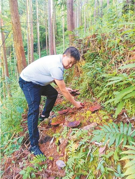 林下养殖项目_致富经林下养鸡_林下养殖致富吗