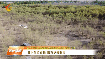 林下养殖项目实施方案_致富经林下养鸡_林下养殖致富吗