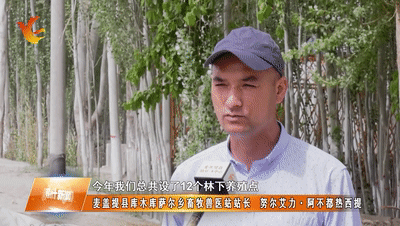 致富经林下养鸡_林下养殖项目实施方案_林下养殖致富吗