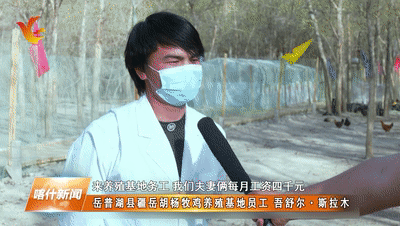 致富经林下养鸡_林下养殖致富吗_林下养殖项目实施方案