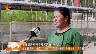 致富经林下养鸡_林下养殖项目实施方案_林下养殖致富吗