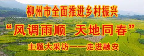 视频致富种植青蒿是真的吗_青蒿种植致富视频_种青蒿能挣钱吗