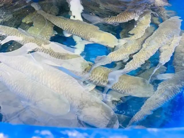 养殖草鱼技术大全图解_大草鱼养殖技术_草鱼养殖技术与利润