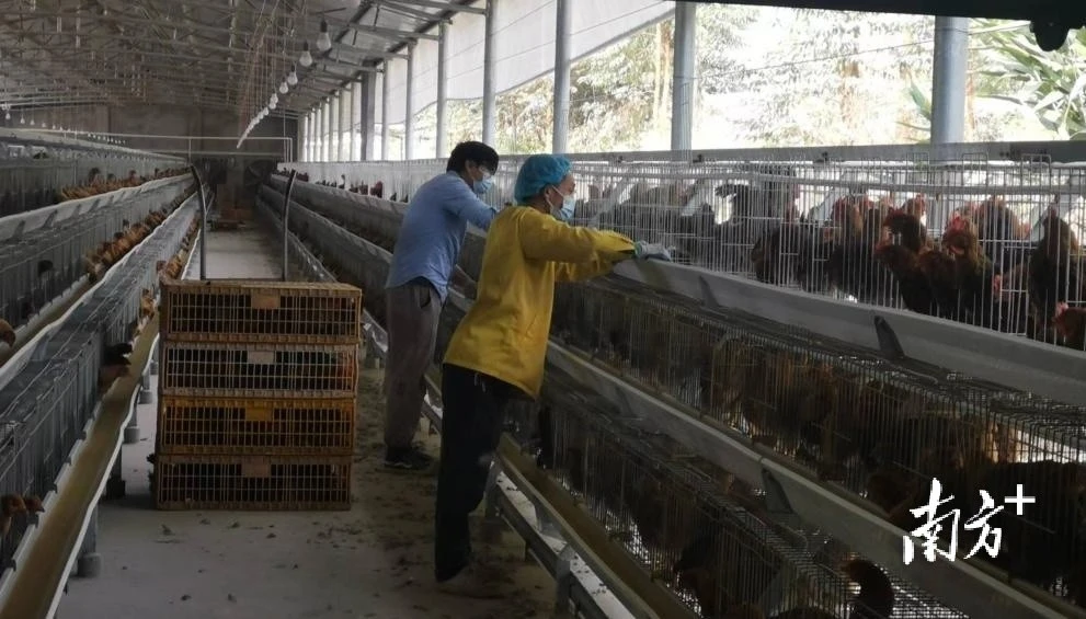 福建鸡养殖技术视频_视频养殖福建鸡技术教程_福建养鸡场