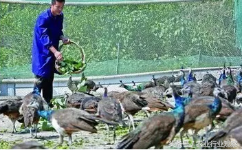 致富孔雀养殖方法_孔雀养殖如何致富_孔雀养殖赚钱吗