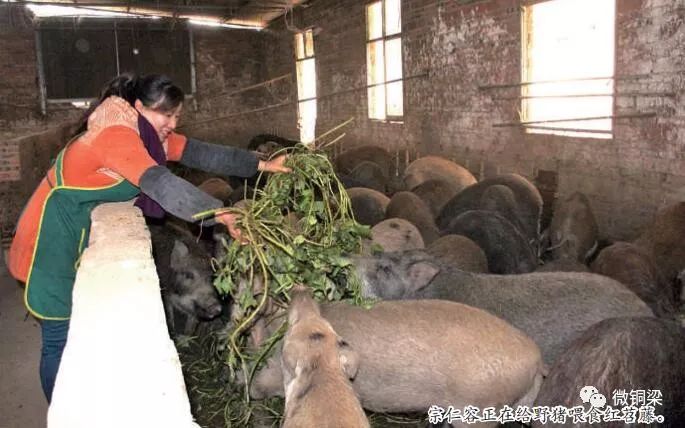 养猪致富之路_致富养猪场_致富养殖猪