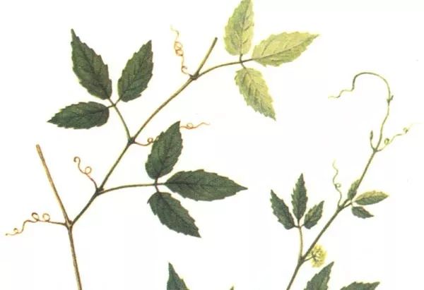 致富种植视频全集_致富种植什么比较赚大钱_致富草种植
