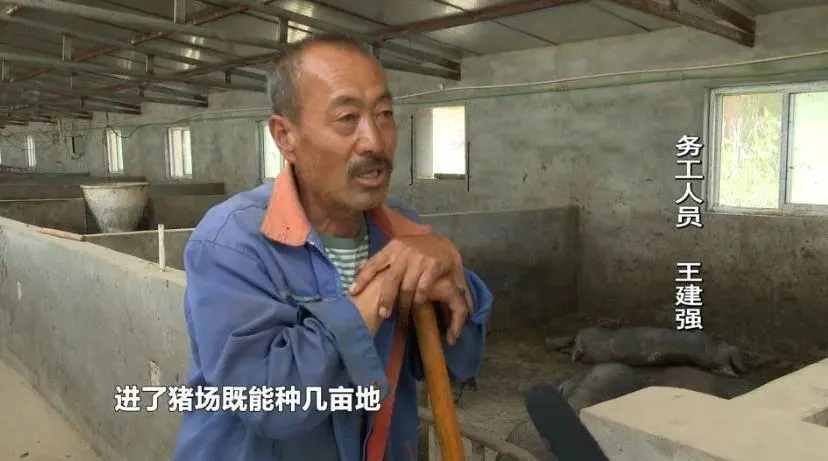 致富经放养黑猪_致富经黑猪养殖_养殖湘村黑猪致富故事小说