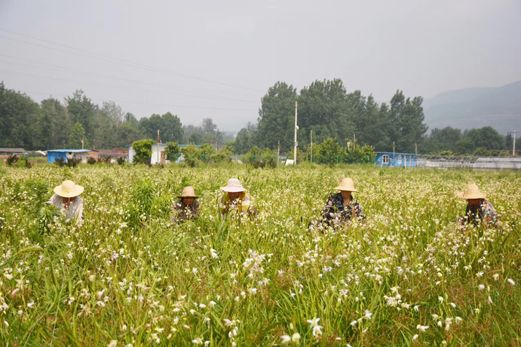 雷竹笋种植致富案例_石韦种植扶贫致富_大棚樱桃种植成功致富案例