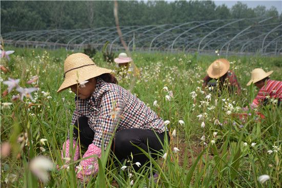 大棚樱桃种植成功致富案例_雷竹笋种植致富案例_石韦种植扶贫致富