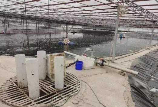 北方工厂化养殖加州鲈鱼_加州鲈鱼北方养殖技术_加州养殖北方鲈鱼技术要求高吗