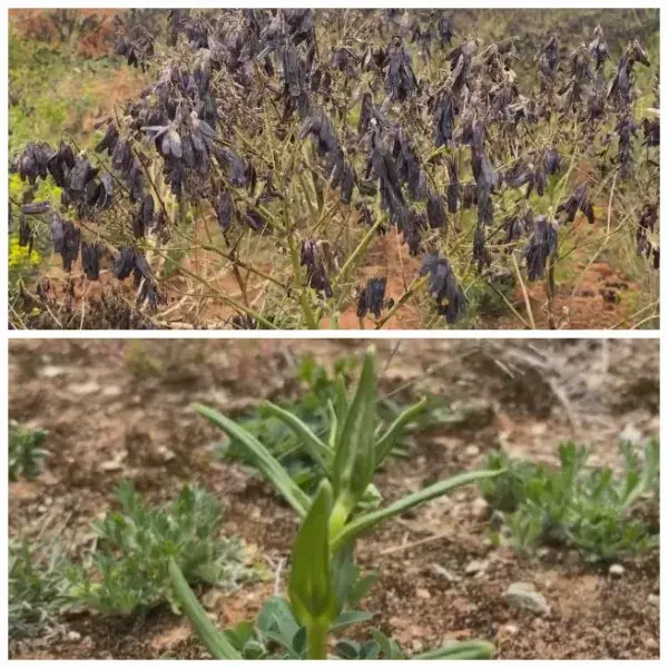 养殖种植渐致富_种养致富项目_致富养殖业
