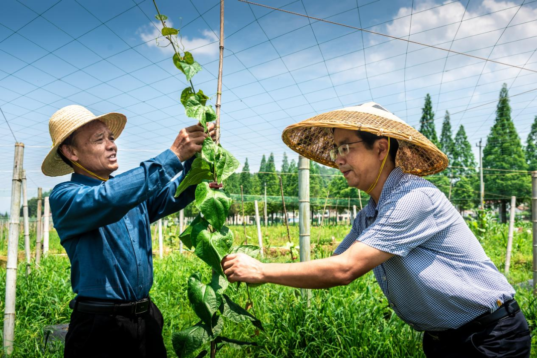 中药种植致富新路线_致富经种植中药材视频_致富药材种植