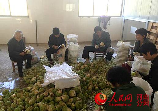 种芥菜致富就是这么给力