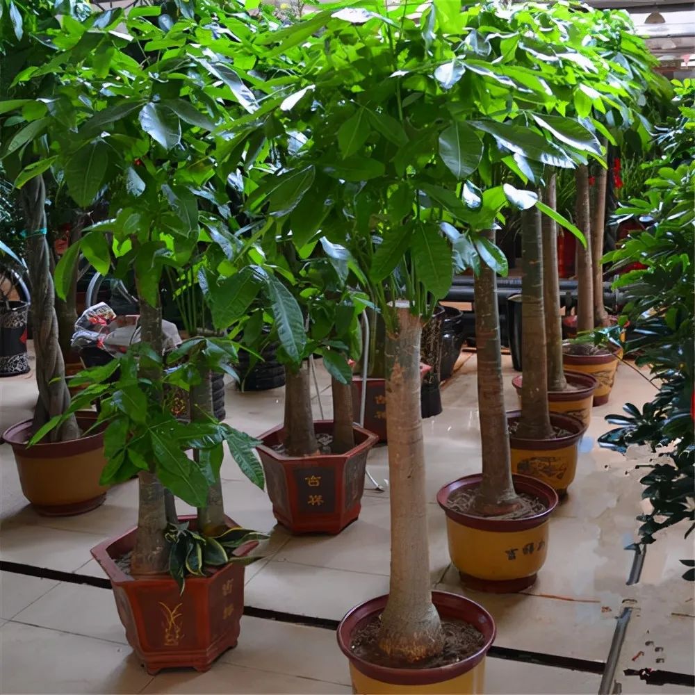 玫瑰盆栽种植方法和注意事项_玫瑰种植盆景技术视频_玫瑰盆景种植技术