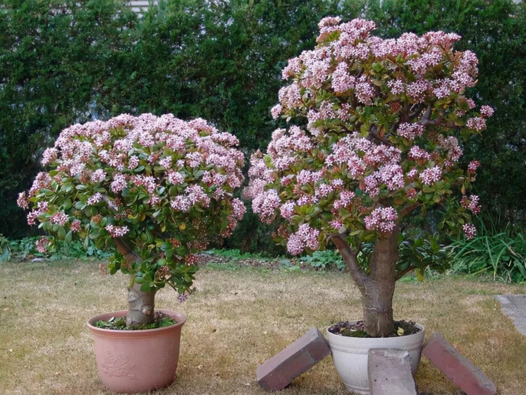 玫瑰种植盆景技术视频_玫瑰盆栽种植方法和注意事项_玫瑰盆景种植技术
