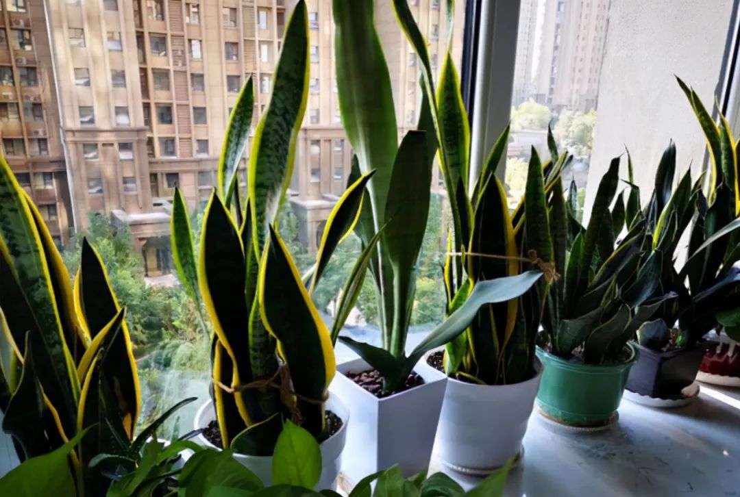 玫瑰种植盆景技术视频_玫瑰盆栽种植方法和注意事项_玫瑰盆景种植技术
