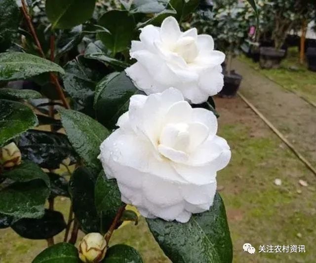 玫瑰盆景种植技术_玫瑰种植盆景技术视频_玫瑰种植盆景技术要点
