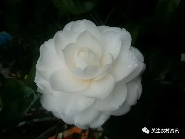 玫瑰种植盆景技术要点_玫瑰盆景种植技术_玫瑰种植盆景技术视频
