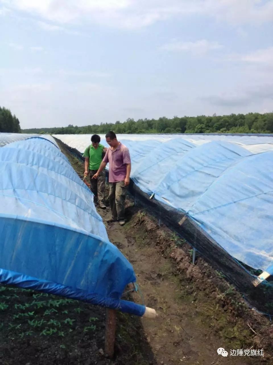 白参的种植方法及时间_种植白参致富_种植的白参有营养价值吗