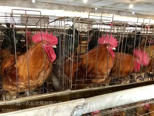 黔南州福泉市-鸡苗养殖视频-河南鸡苗-广东鸡苗批发
