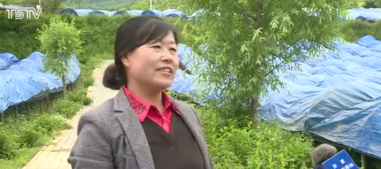 种植白参致富_白参的种植方法及时间_种植的参有什么作用