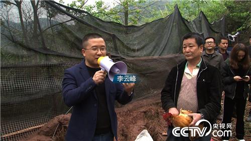 [致富经]把鸡“催眠” 价格翻倍 20190121