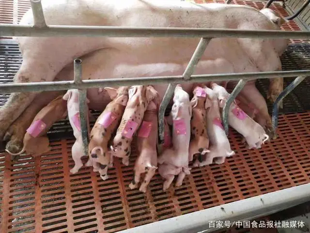 致富养猪场是真的吗_生猪养殖致富模式_致富经生态养猪