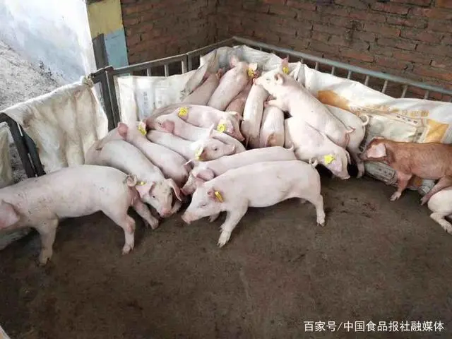 致富经生态养猪_致富养猪场是真的吗_生猪养殖致富模式