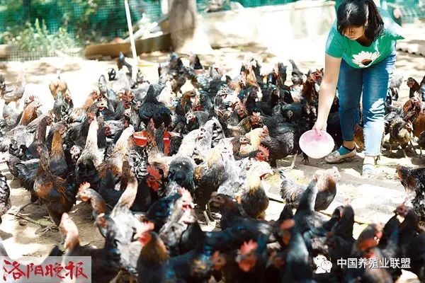 大红公鸡养殖周期多少天_大红公鸡养殖技术视频_大红公鸡养殖 致富