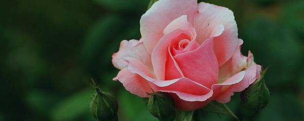 盆栽月季花的养殖方法
