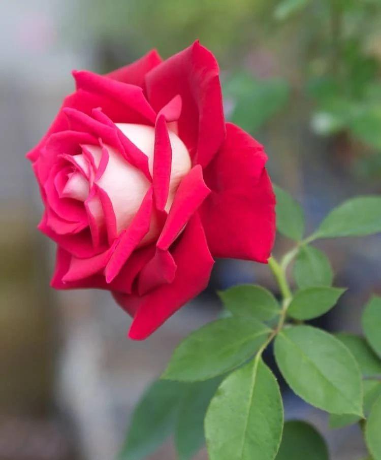 月季花的养殖技术_养殖月季花技术与管理_如何养殖月季花
