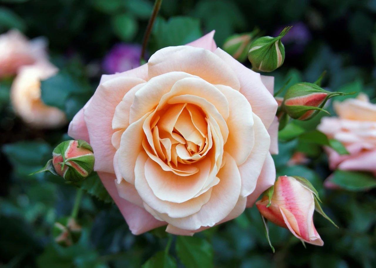 月季花的养殖技术_如何养殖月季花_养殖月季花技术与管理