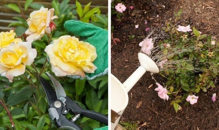 如何养殖月季花_养殖月季花技术与管理_月季花的养殖技术