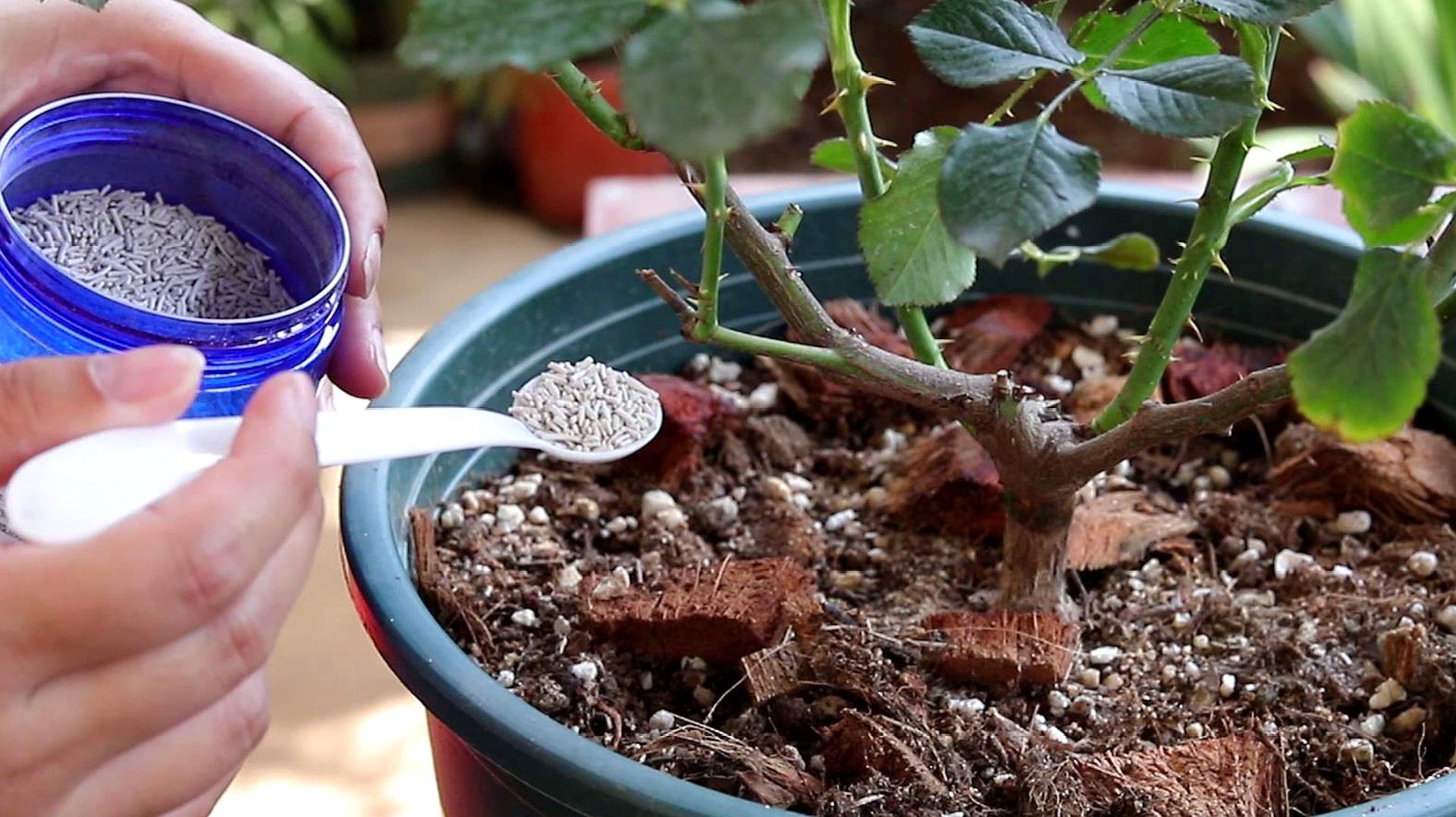 如何养殖月季花_养殖月季花技术要点_月季花的养殖技术