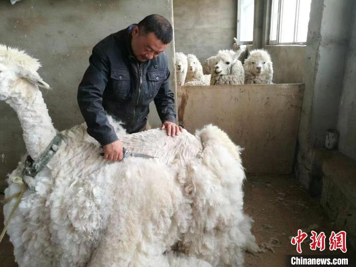 南美对虾养殖设备_崇明南美对虾养殖技术_南美养殖崇明对虾技术怎么样