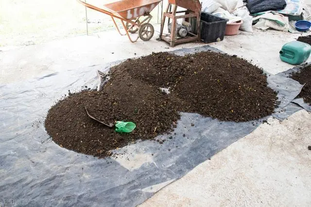 用牛粪养殖致富_牛粪养猪技术成熟吗_养牛牛粪
