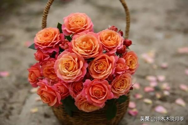 如何养殖月季花_月季花的养殖技术_养月季花的步骤分别是什么