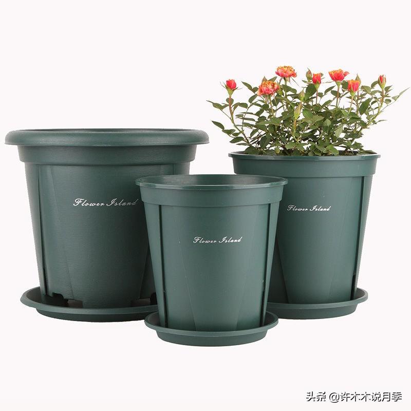 养月季花的步骤分别是什么_月季花的养殖技术_如何养殖月季花